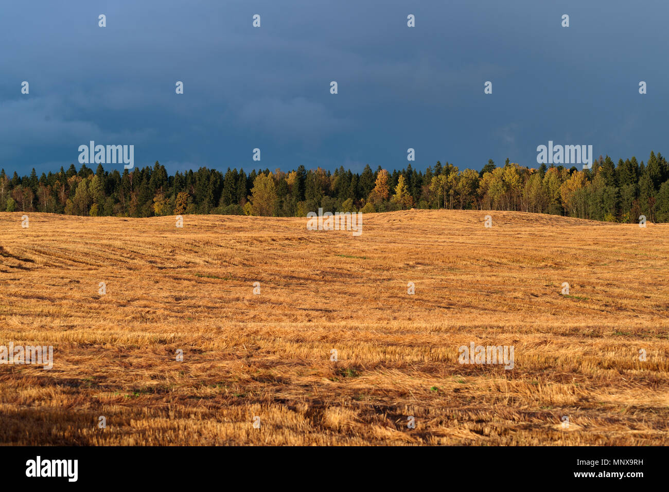 Goldenen Feld, die im Hintergrund von einem dichten Wald in der Tageszeit Stockfoto