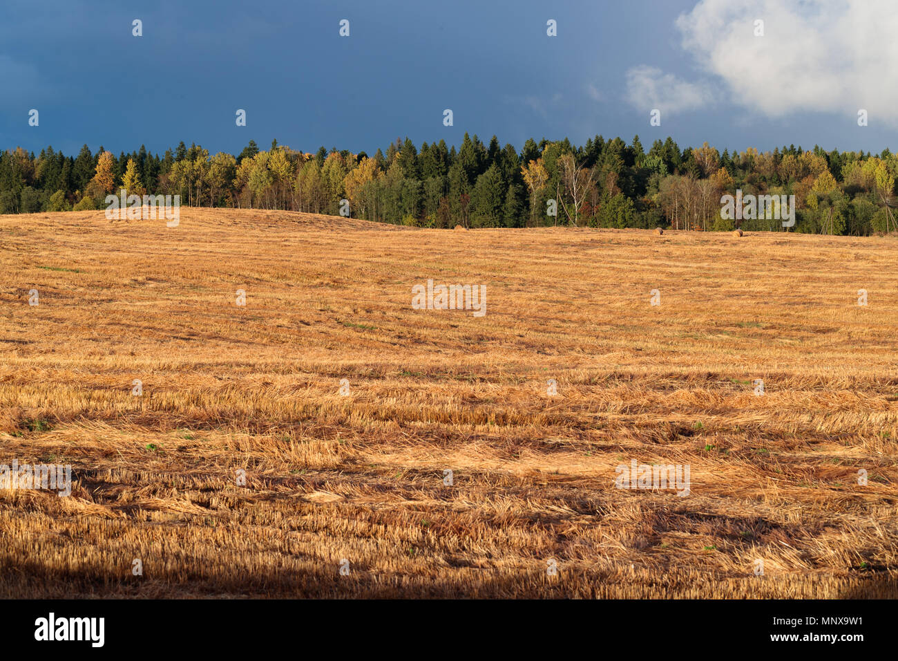Goldenen Feld, die im Hintergrund von einem dichten Wald in der Tageszeit Stockfoto