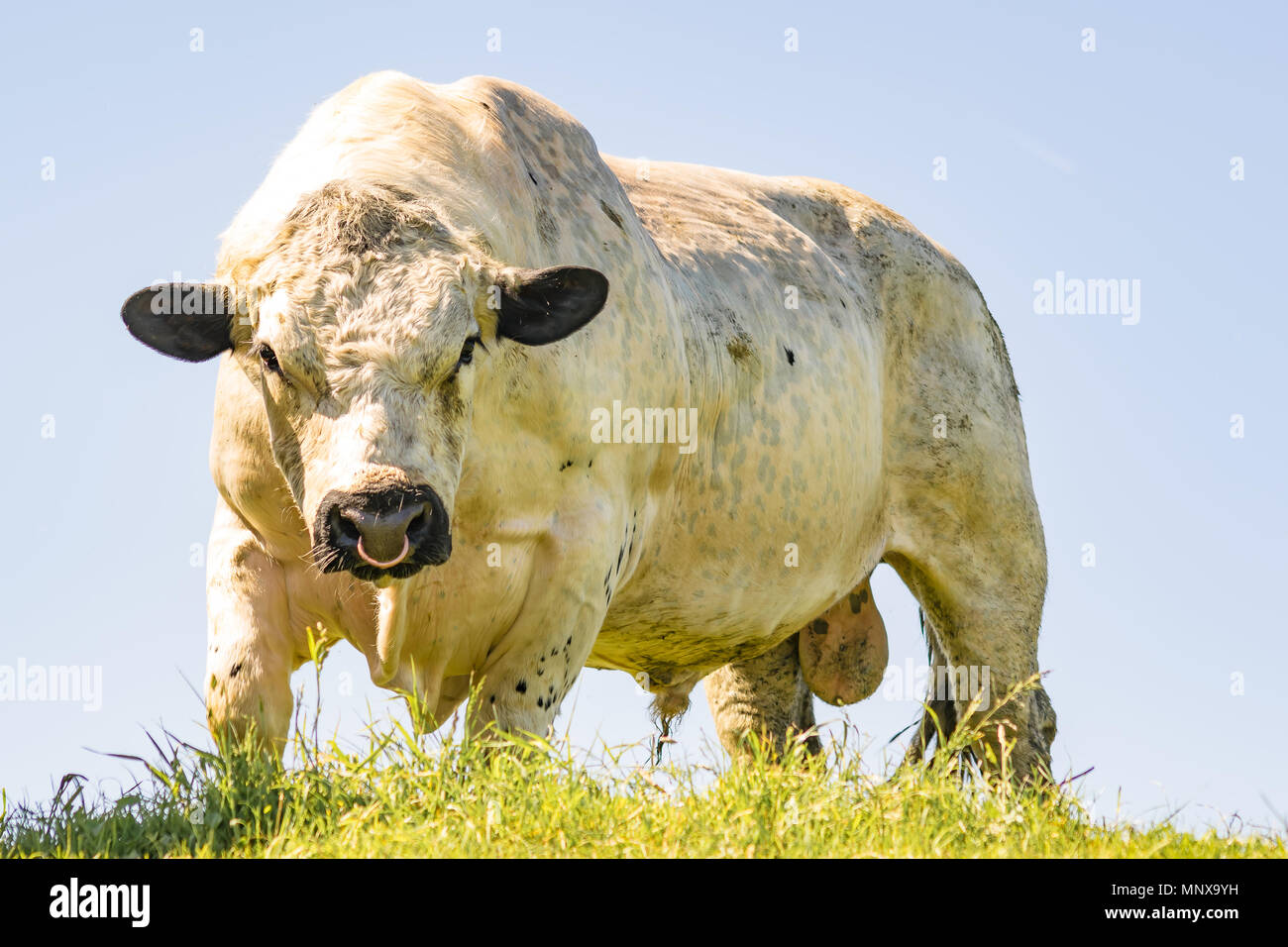 British white cow -Fotos und -Bildmaterial in hoher Auflösung – Alamy