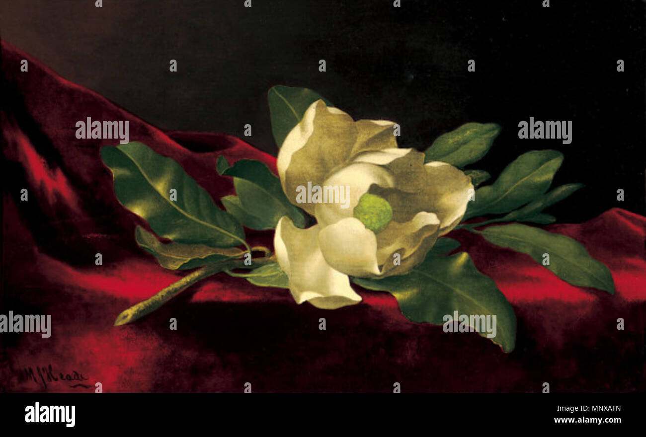 Magnolia ca. 1885-95. 865 Martin Johnson Heade - Magnolia Stockfoto