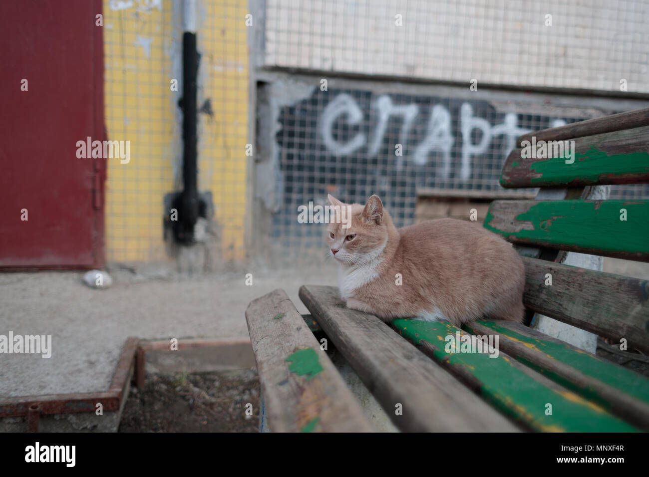 Zufrieden und satt Katze sitzt auf einer Bank im Hof Stockfoto