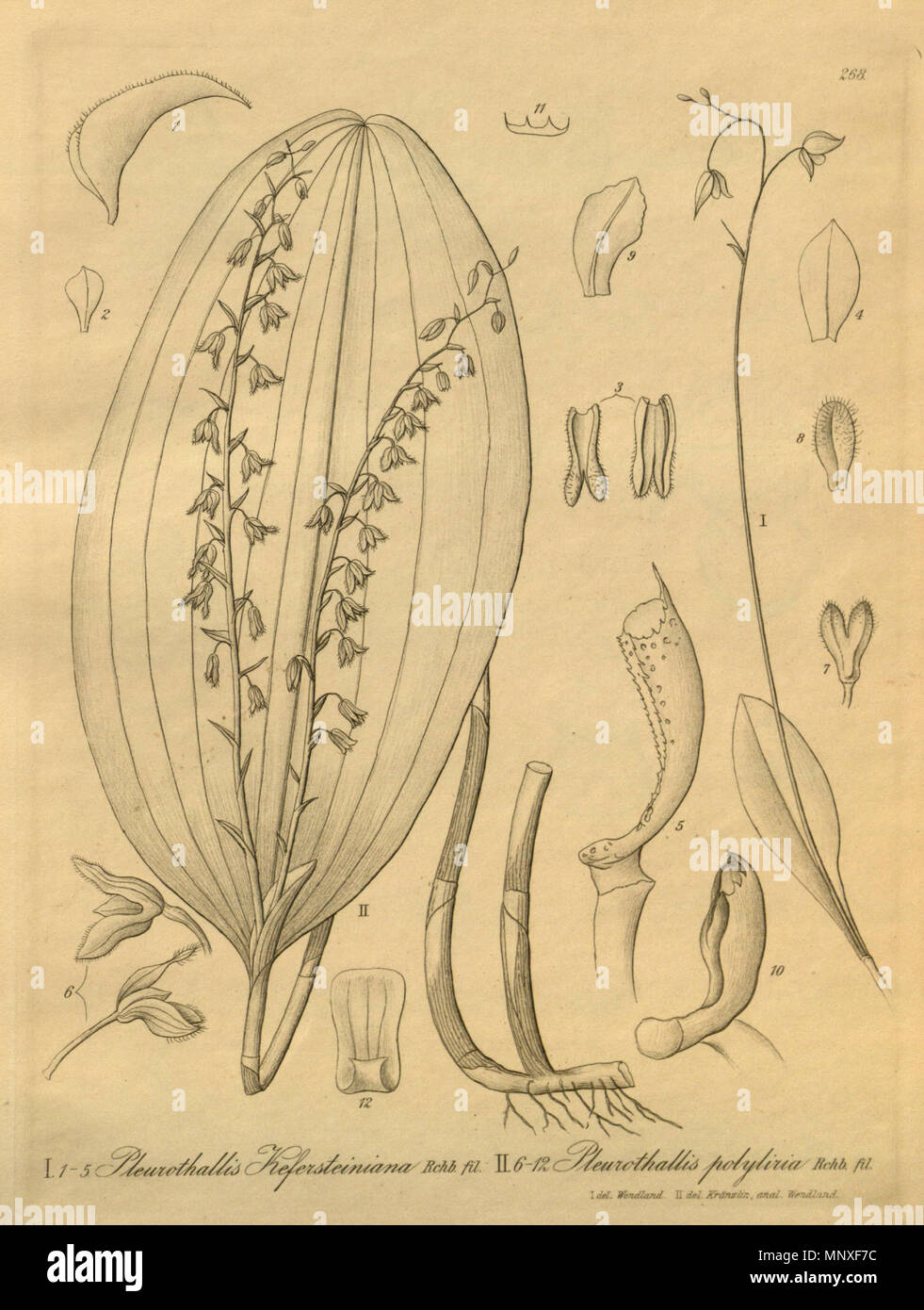 . Abbildung: I, 1-5. Monophyllorchis kefersteiniana (syn. Schmetterlinge kefersteiniana) II., 6-12. Monophyllorchis gelida (syn. Schmetterlinge polyliria). 1900 (Buch), 1893 (diese Platte). Friedrich Wilhelm Ludwig Kränzlin (1847-1934) und Heinrich Gustav Reichenbach (1824 - 1889) Alternative Namen Rchb.f. Beschreibung German-Saxon pteridologist, Botaniker, Ornithologen und Hochschullehrer Geburtsdatum / Tod am 3. Januar 1824 6. Mai 1889 Ort der Geburt / Todes Dresden Hamburg Arbeitsort Leipzig Authority control: Q 62820 VIAF: 77066171 ISNI: 0000 0000 8396 1069 79125882 LCCN: n NLA: 3574919 Stockfoto