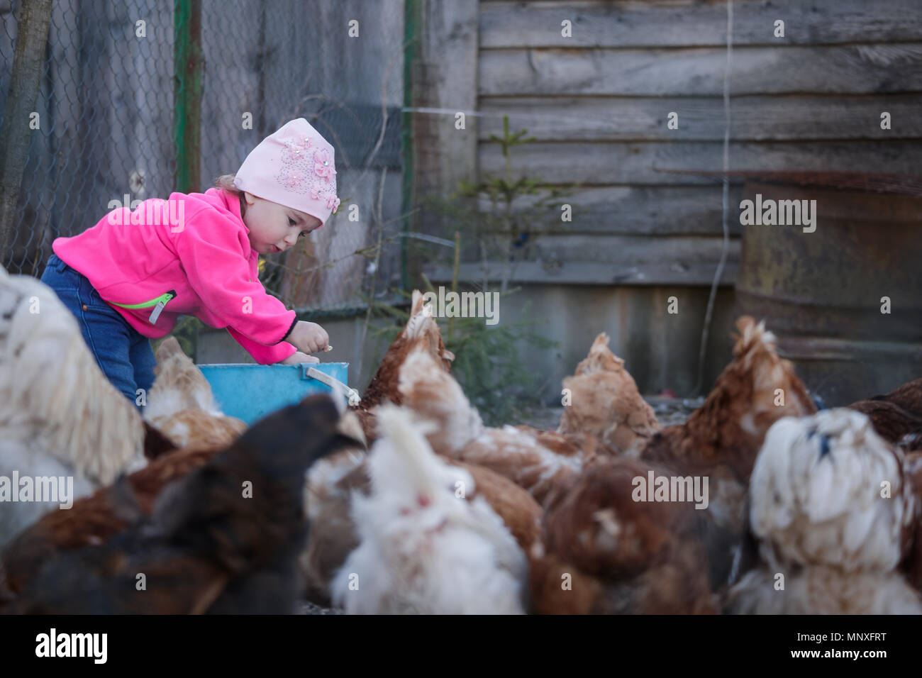 Kleines Mädchen feeds Legehennen in den Hühnerstall Stockfoto