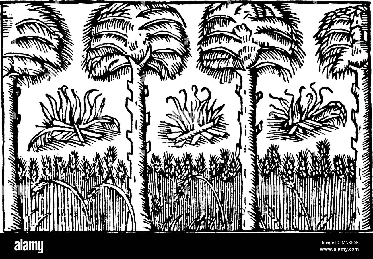 . Englisch: Land Lichtungen in den Wäldern Svenska: Svedjeland ich skogarna. 1555. Olaus Magnus 1152 Svedjeland ich skogarna Stockfoto