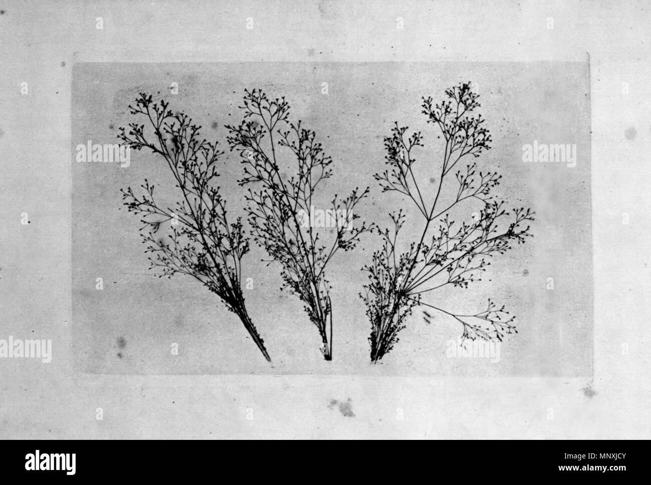 . Eine so genannte "Photoglyptic Tiefdruck". um 1860. William Henry Fox Talbot (1800 - 1877) Alternative Namen Henry Fox Talbot, William Henry Fox Talbot; Fox Talbot Beschreibung britische Fotograf Geburtsdatum / Tod 11. Februar 1800, 17. September 1877 Ort der Geburt / Todes Melbury, Dorset, England Lacock Abbey, Wiltshire, England arbeiten Standort London Authority control: Q 299565 VIAF: 54325833 ISNI: 0000 0001 2026 0414 ULAN: 500021449 79138724 LCCN: n NLA: 35538270 WorldCat 1158 Talbot graviert Stockfoto