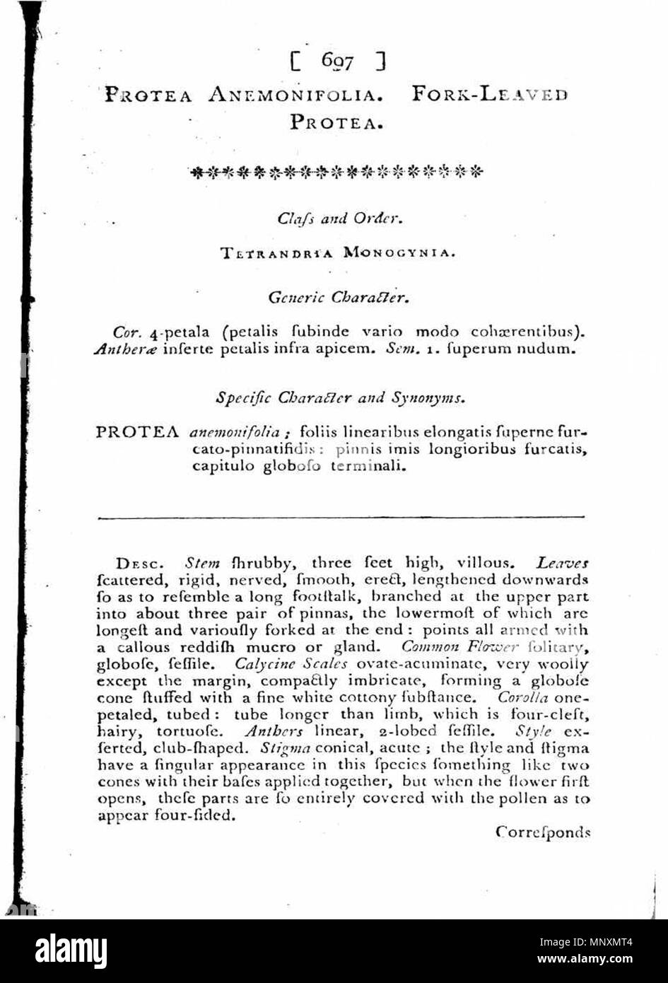 . Reproduktion von Text, der in der Botanical Magazine Vol.19 erschienen. 698 (1792). Der Titel ist Protea Anemonifolia. Fork-Leaved Protea. Es beschreibt die Western Australian anlage Isopogon Anemonifolia. 1803. Sydenham Edwards, Sansum 1170 den Botanischen Magazine-Vol 19 Text 698 Stockfoto