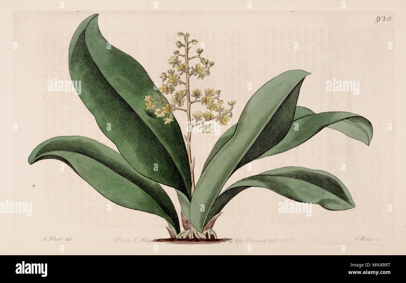 . Abbildung: Trichocentrum pumilum (syn. Oncidium pumilum). 1825. Designer: M. Hart-Graveur: J. Watt 1204 Trichocentrum pumilum (als Oncidium pumilum)-Bot. Vo 11 Pl. 920 (1825) Stockfoto