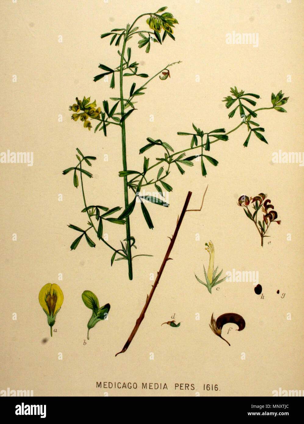 879 Medicago x Varia - Flora Batava (1901) Stockfoto