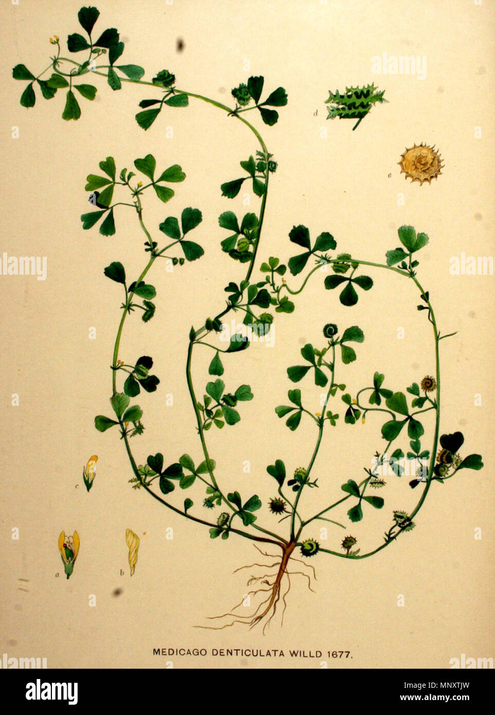 879 Medicago polymorpha - Flora Batava. Afbeelding en Beschreibung der Nederlandsche Gewassen. (1901) Stockfoto