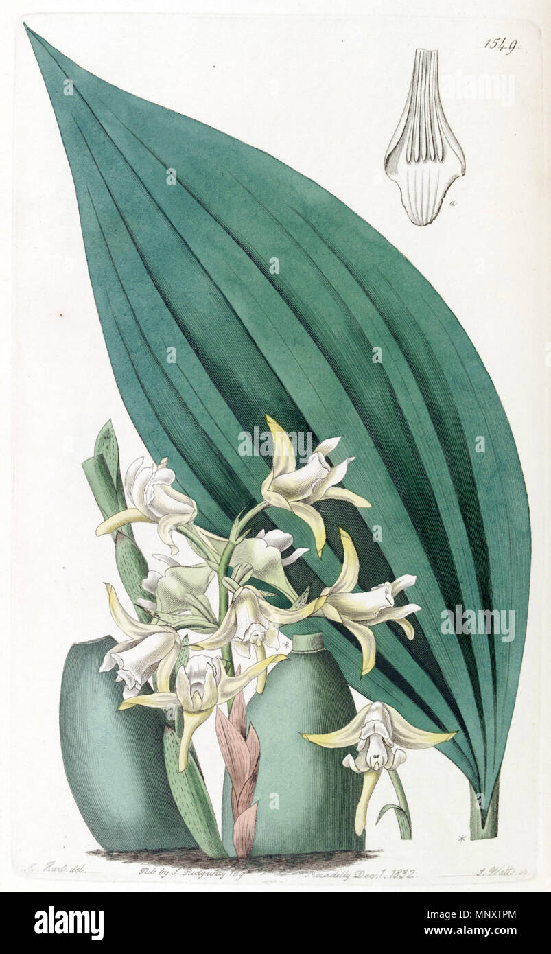 . Maxillaria palmifolia (syn. Maxillaria decolor). 1832. M. Hart-Del., J. Watt sc. 878 Maxillaria Maxillaria decolor palmifolia (als) - Edwards vol 18 pl 1549 (1832) Stockfoto