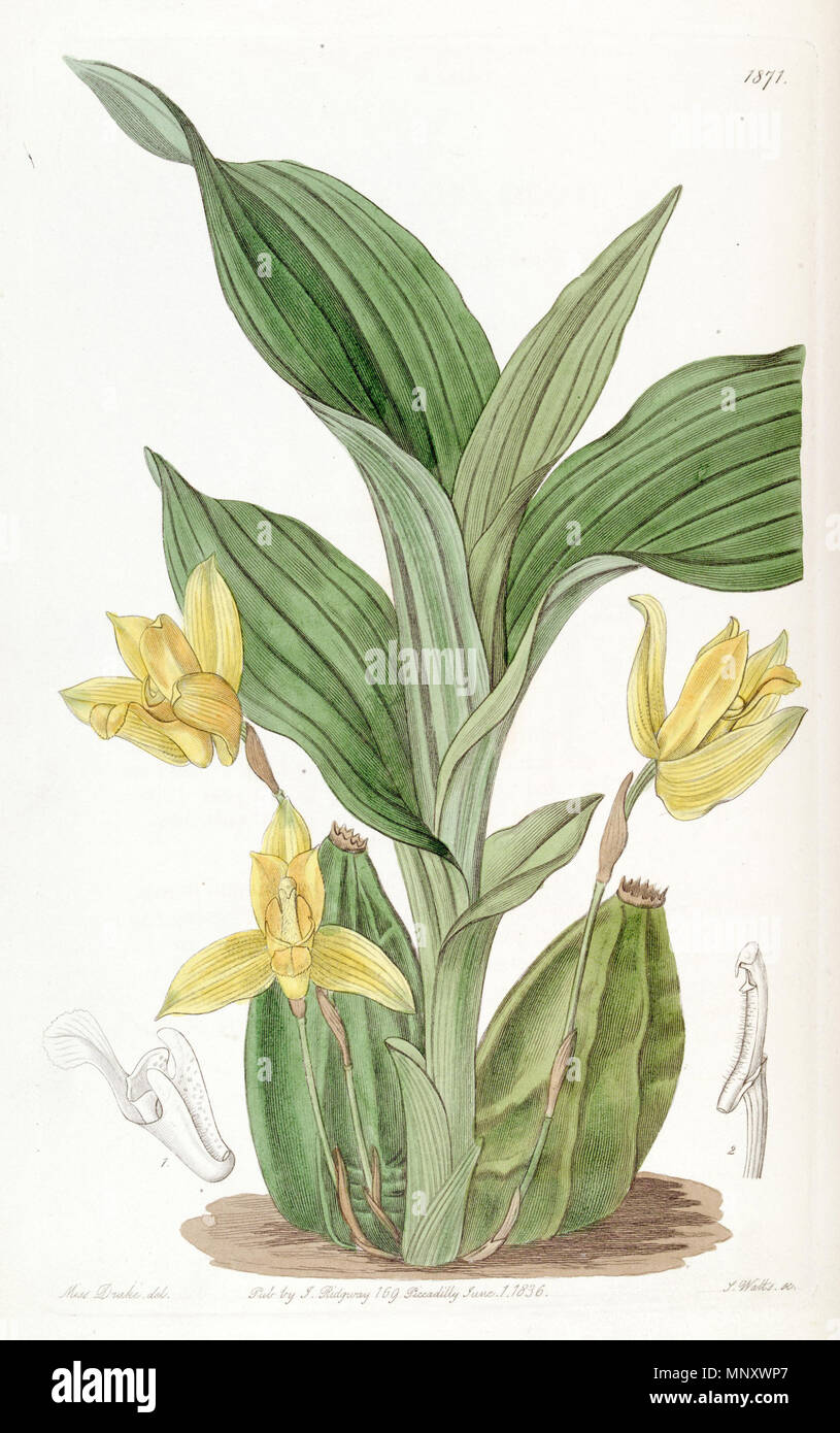 . Lycaste aromatica (syn. Maxillaria aromatica). 1836. Miss Drake (1803-1857) Del., J. Watt sc. 835 Lycaste aromatica (als Maxillaria aromatica) - Edwards vol 22 pl 1871 (1836) Stockfoto