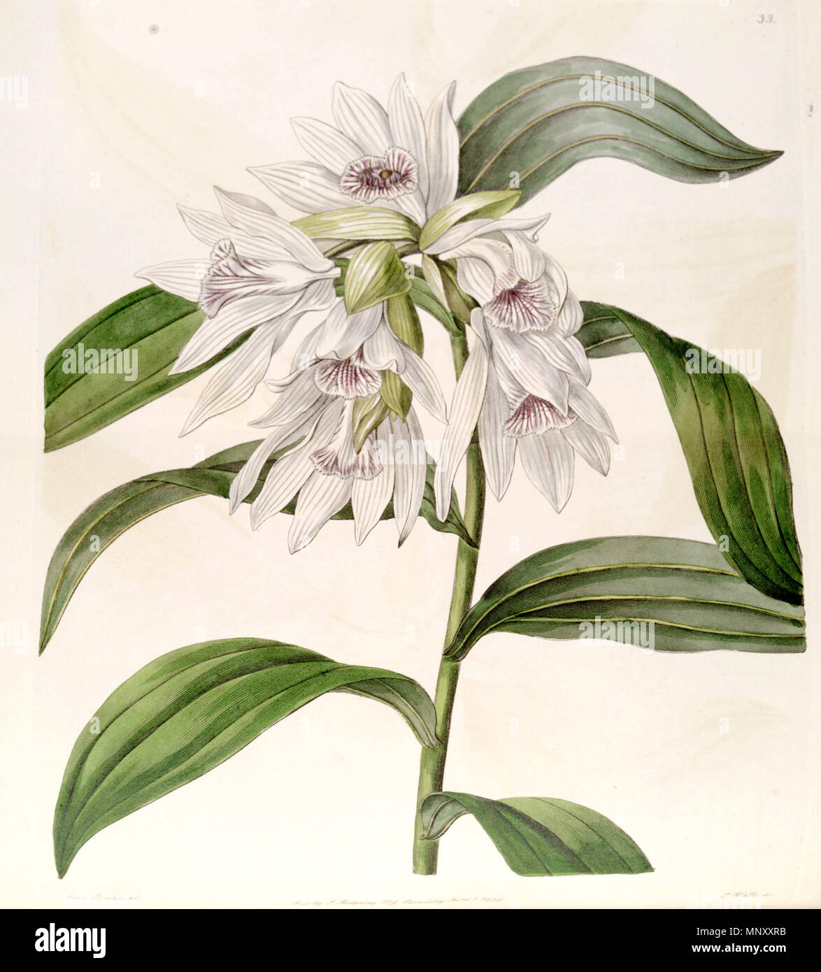 . Thunia alba (syn. Phaius albus). 1838. Miss Drake (1803-1857) del. , J. Watt sc. 1191 Thunia alba (als Phaius albus) - Edwards vol 24 (NS1) pl 33 (1838) Stockfoto