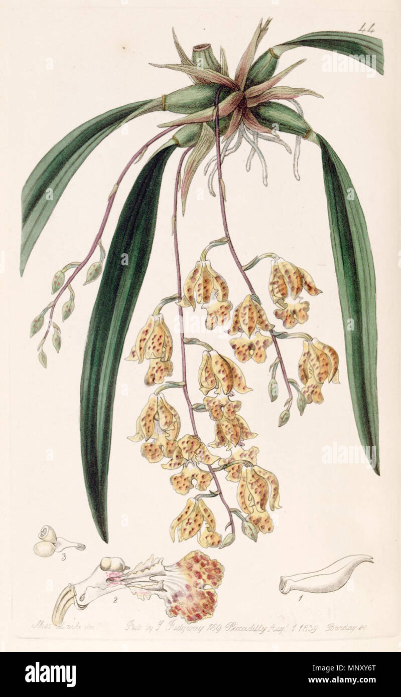. Sticta Rodriguezia (syn. Burlingtonia maculata). 1839. Miss Drake (1803-1857) del. , G. Barclay sc. 1069 Rodriguezia sticta (als Burlingtonia maculata) - Edwards vol 25 (NS2) pl 44 (1839) Stockfoto