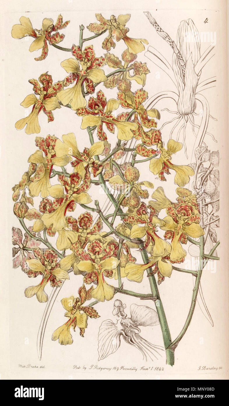 . Oncidium cebolleta oder Trichocentrum cebolleta (syn. Oncidium longifolium). 1842. Miss Drake (1803-1857), G. Barclay sc. 942 Oncidium cebolleta oder Trichocentrum cebolleta - Edwards vol 28 (NS5) pl4 (1842) Stockfoto