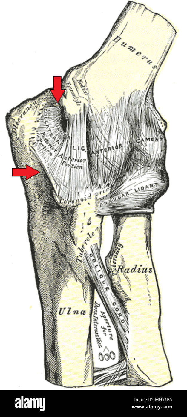 . Englisch: Darstellung der Knochen und Bänder des Winkelstücks mit Pfeilen an der Ulna collateral Ligament des Ellbogens zeigen. vor 1858. Henry Vandyke Carter, von Mikael Häggström 1212 Ulnaren collateral ligament Ellenbogen kommentierte Gemeinsame Stockfoto . Englisch: Darstellung der Knochen und Bänder des Winkelstücks mit Pfeilen an der Ulna collateral Ligament des Ellbogens zeigen. vor 1858. Henry Vandyke Carter, von Mikael Häggström 1212 Ulnaren collateral ligament Ellenbogen kommentierte Gemeinsame Stockfoto