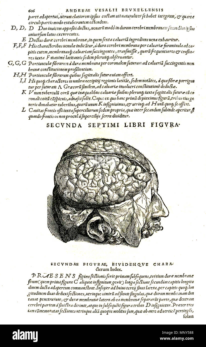 . 1231 Vesalius 606 fc Stockfoto