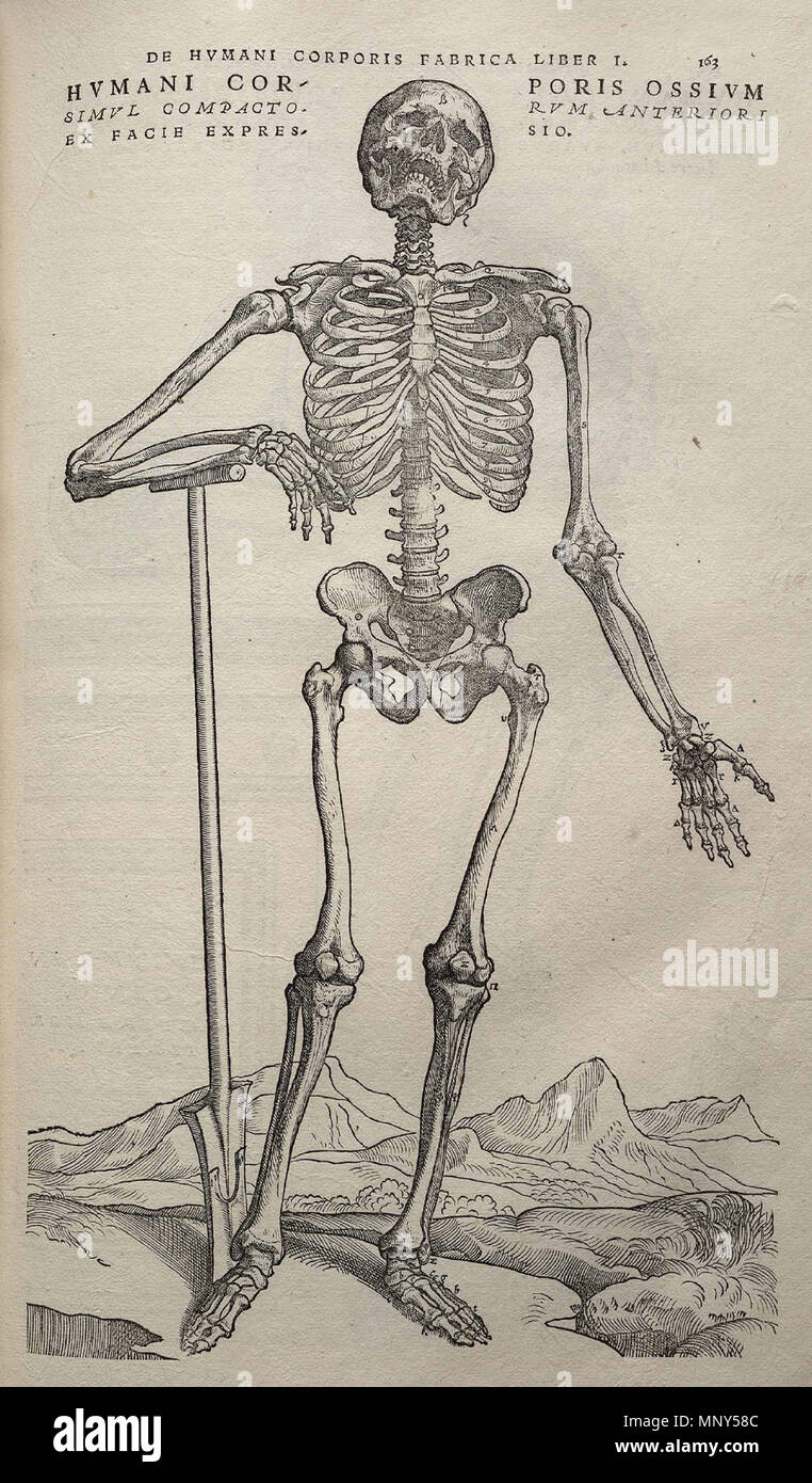 . 1231 Vesalius Fabrica p163 Stockfoto