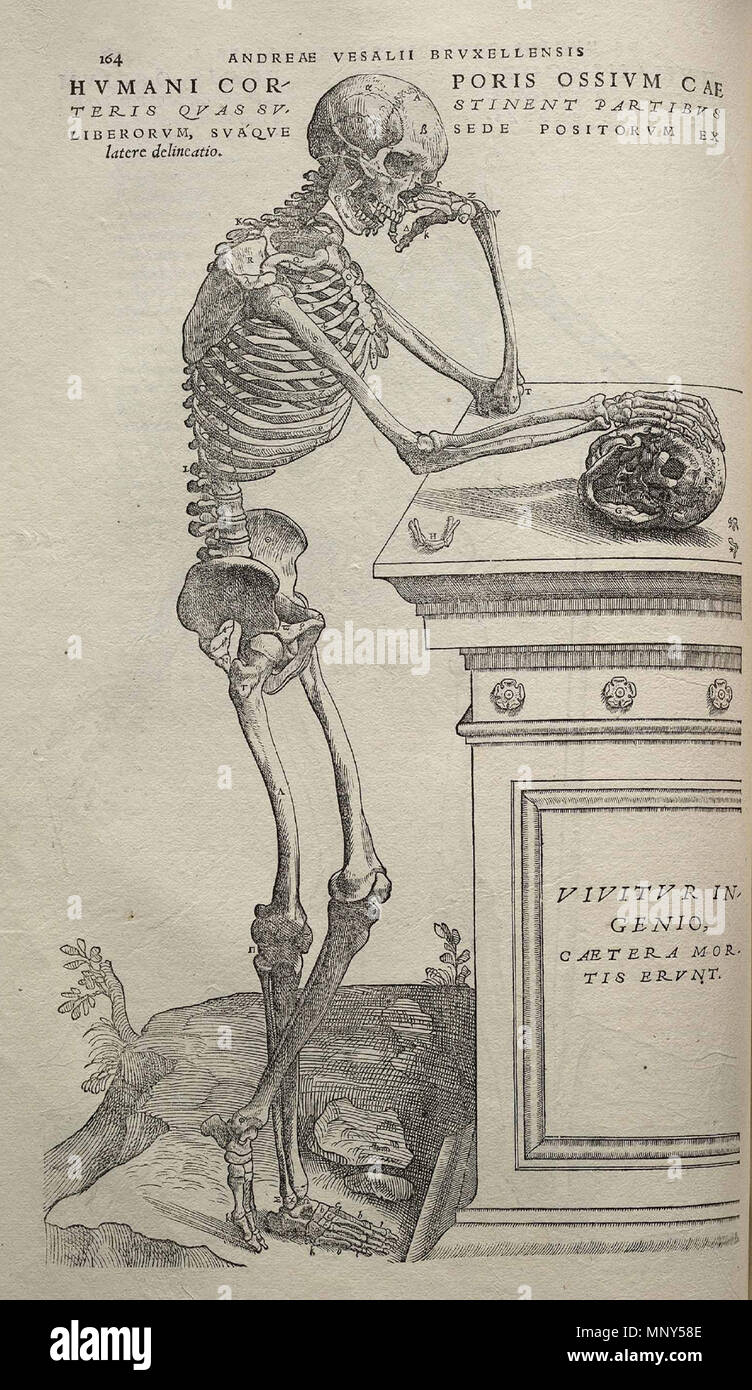 . 1231 Vesalius Fabrica p164 Stockfoto
