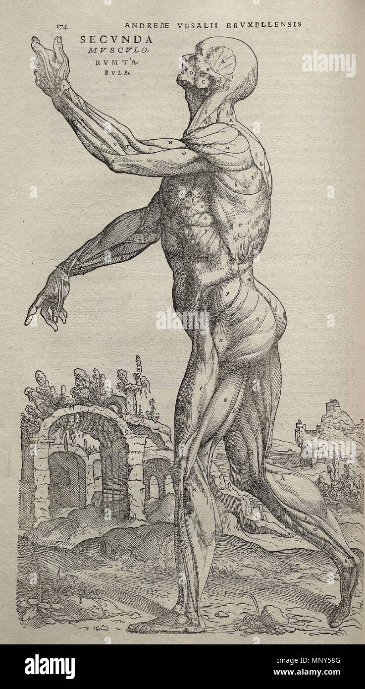 . 1231 Vesalius Fabrica p174 Stockfoto