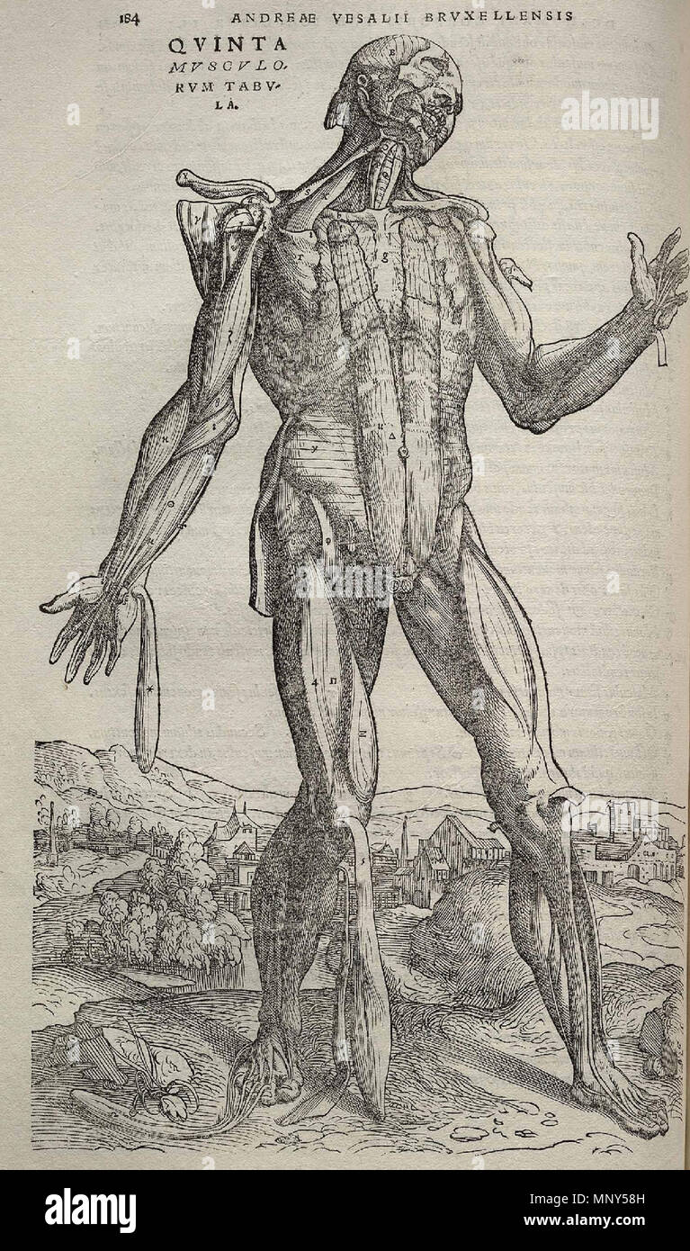 . 1231 Vesalius Fabrica p 184 Stockfoto