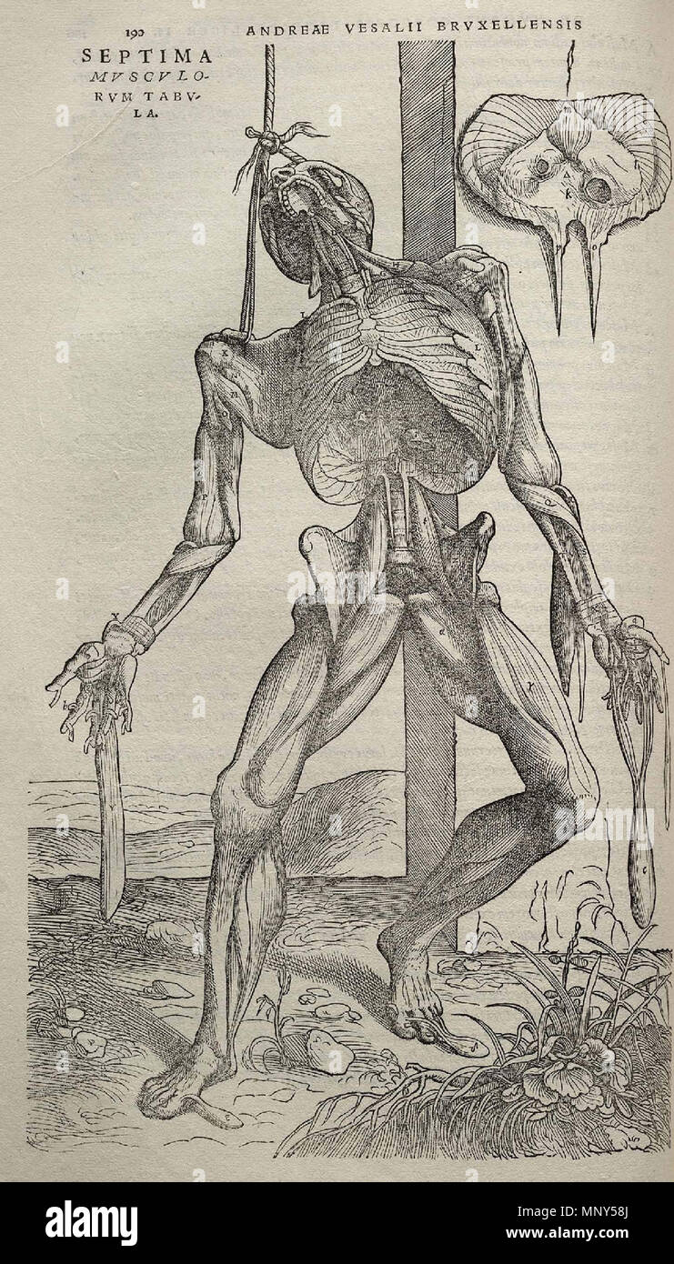 . Español: La Fàbrica De Vesalio extremadamente detallados contenía muchos dibujos de disecciones Humanas, algunos de Ellos en posturas alegóricas. Englisch: 'Fabrica Vesalius enthält viele detaillierte Zeichnungen der menschlichen Sezieren, einige von ihnen in allegorischen Posen. Bild von Andreas Vesalius "De Humani Corporis Fabrica (1543), Seite 190. . Benutzer: Rubén Grassi 1231 Vesalius Fabrica p 190 Stockfoto