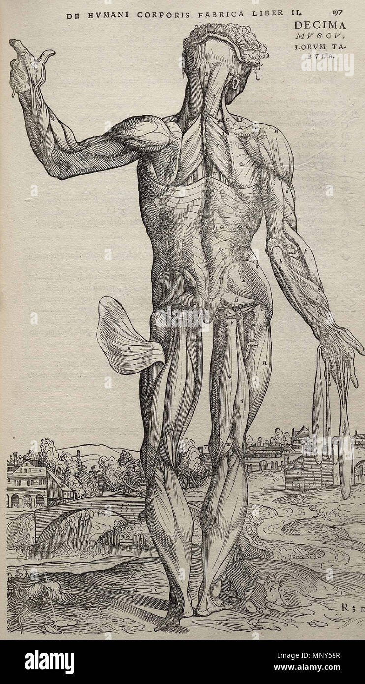 . 1231 Vesalius Fabrica p197 Stockfoto