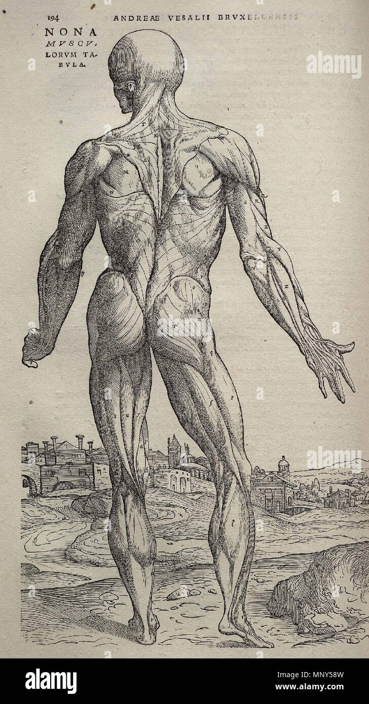 . 1231 Vesalius Fabrica p194 Stockfoto
