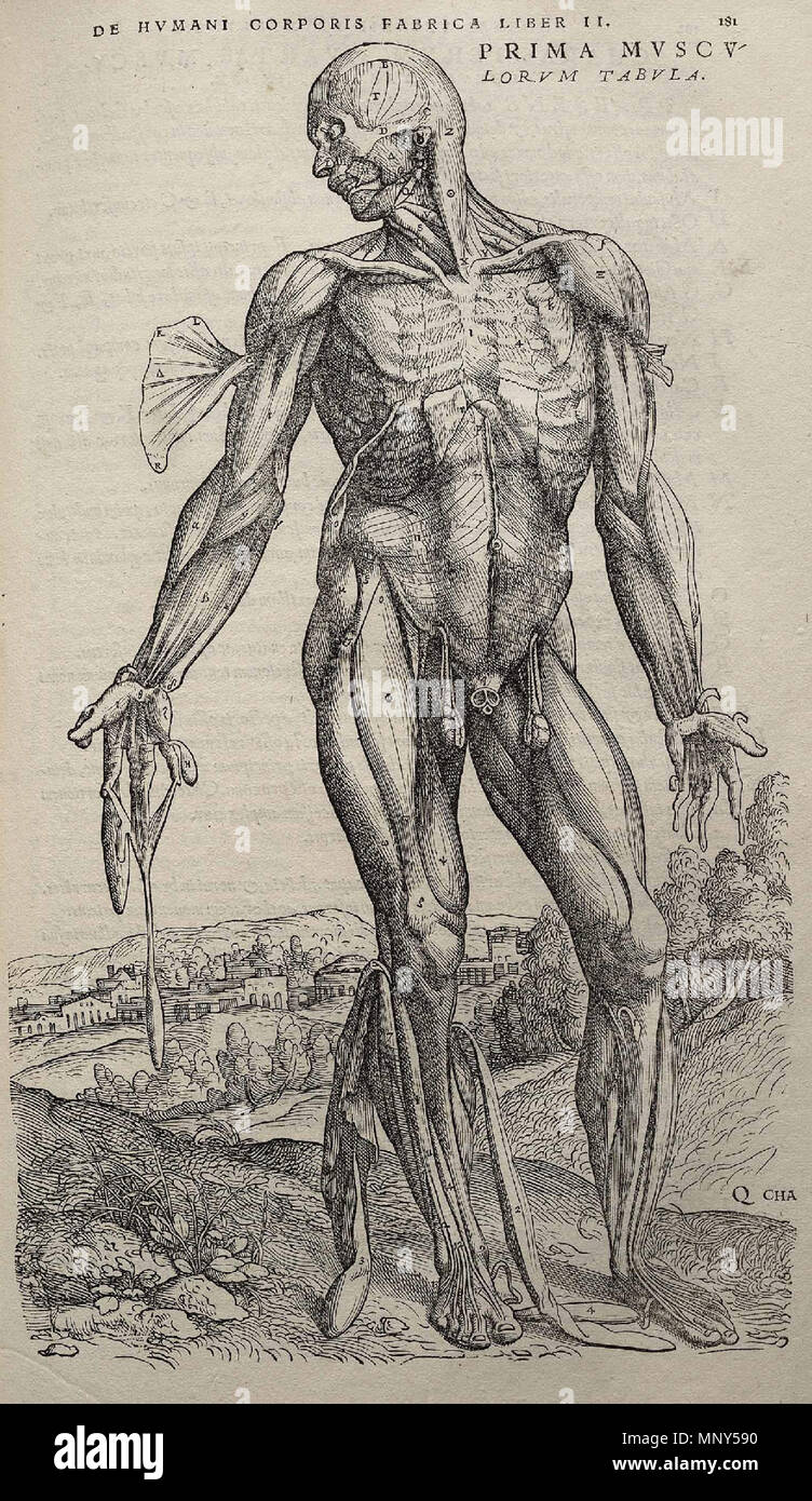 . 1231 Vesalius Fabrica p181 Stockfoto
