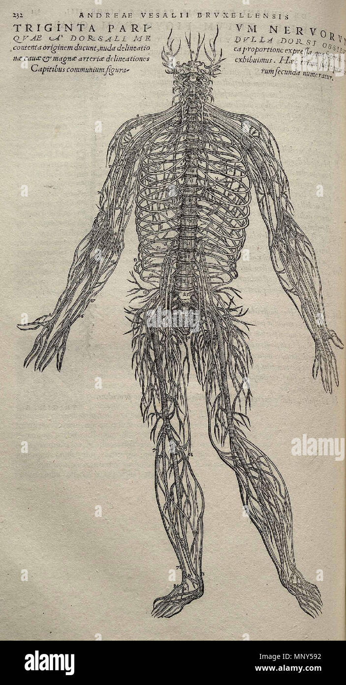 . 1231 Vesalius Fabrica p332 Stockfoto