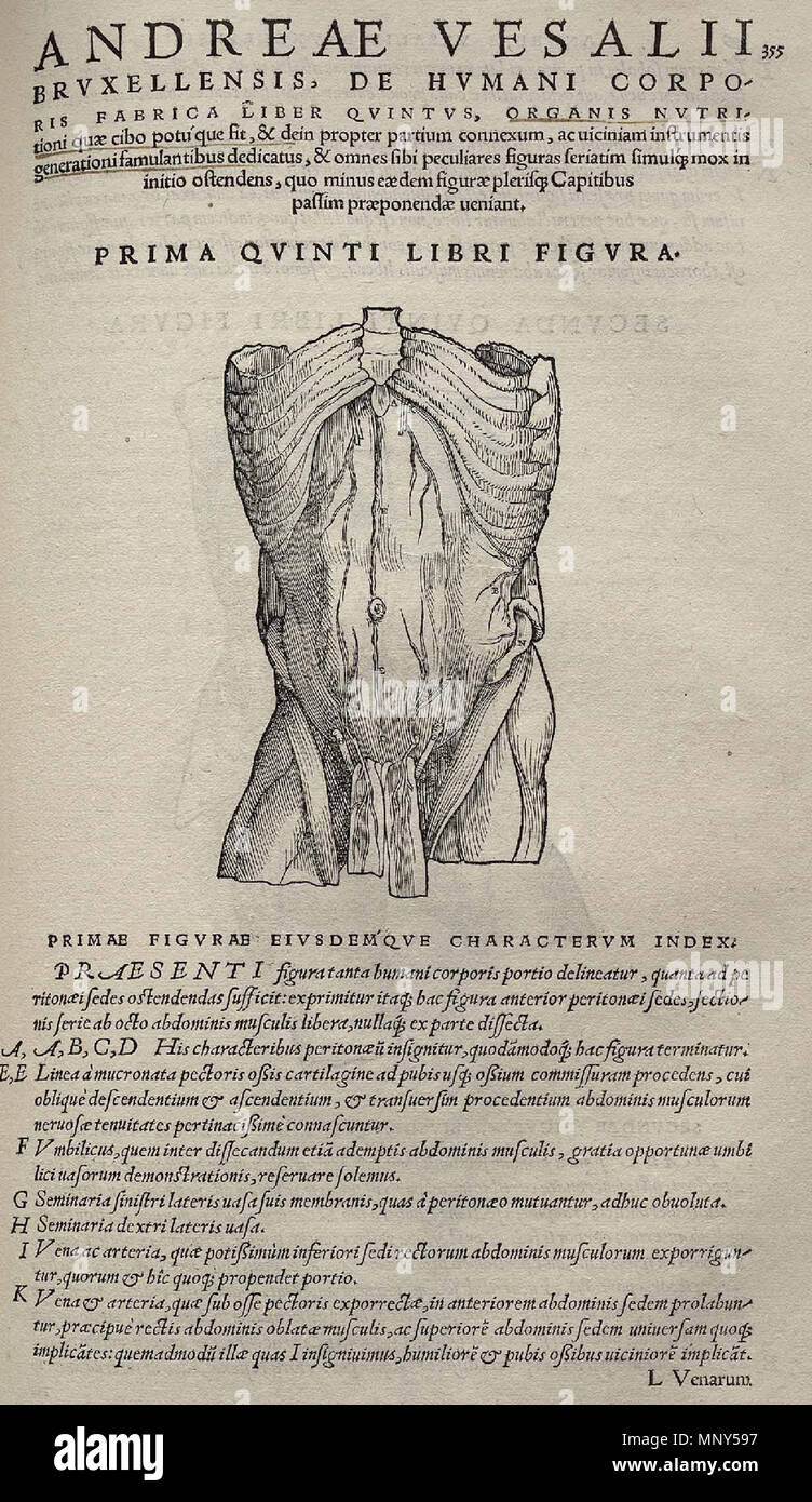 . 1231 Vesalius Fabrica p355 Stockfoto