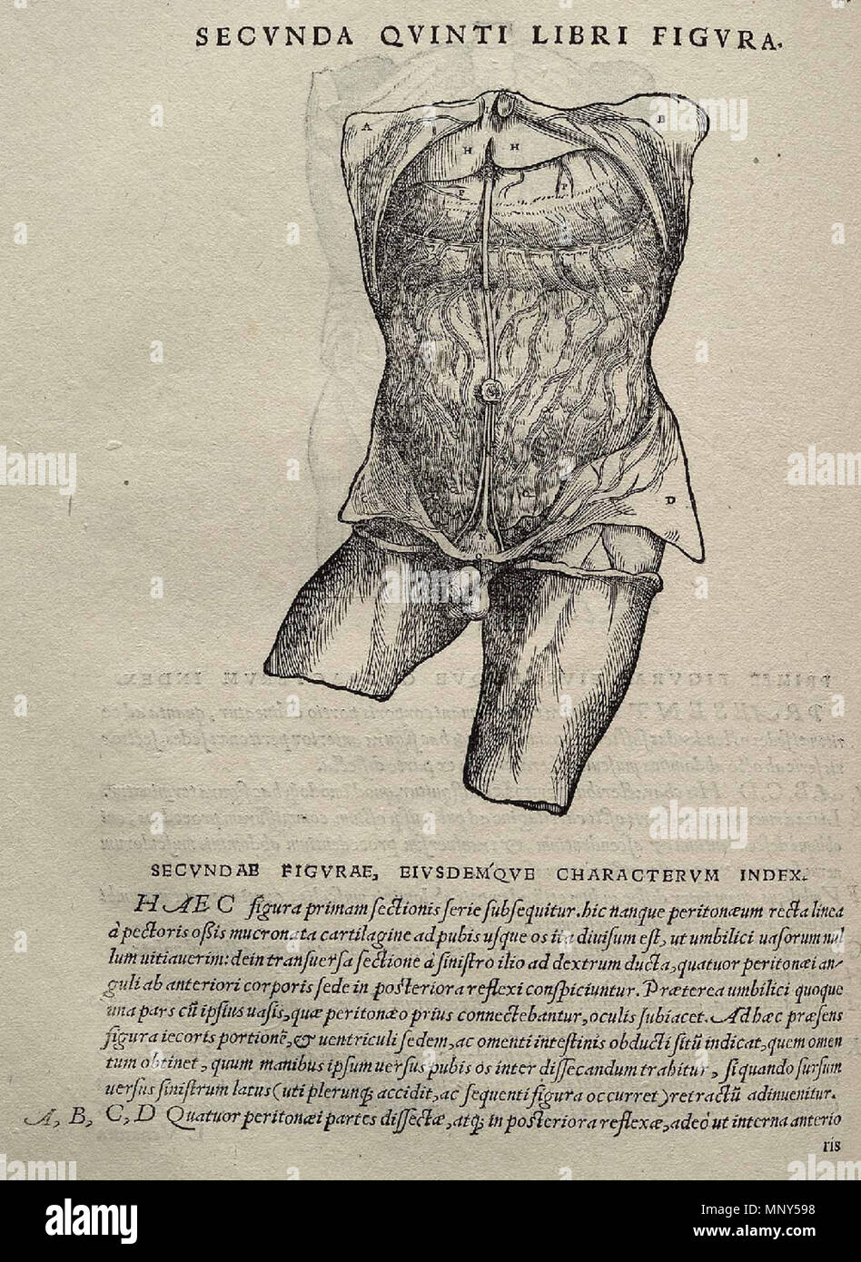 . 1231 Vesalius Fabrica p356 Stockfoto