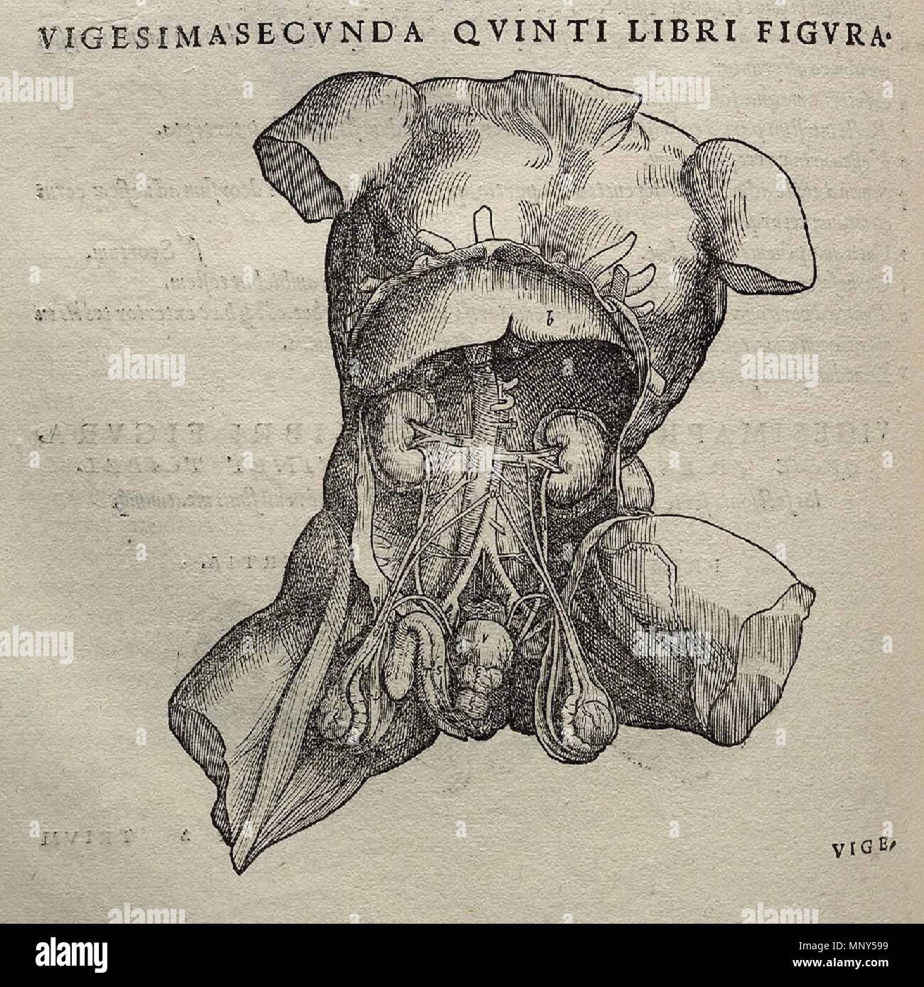 . 1231 Vesalius Fabrica p372 Stockfoto