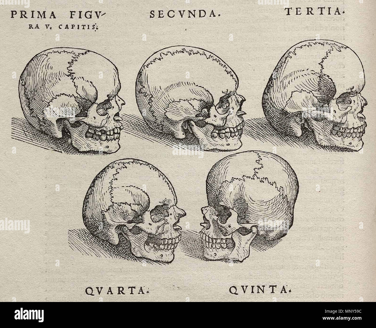 . 1231 Vesalius Fabrica Schädel Stockfoto