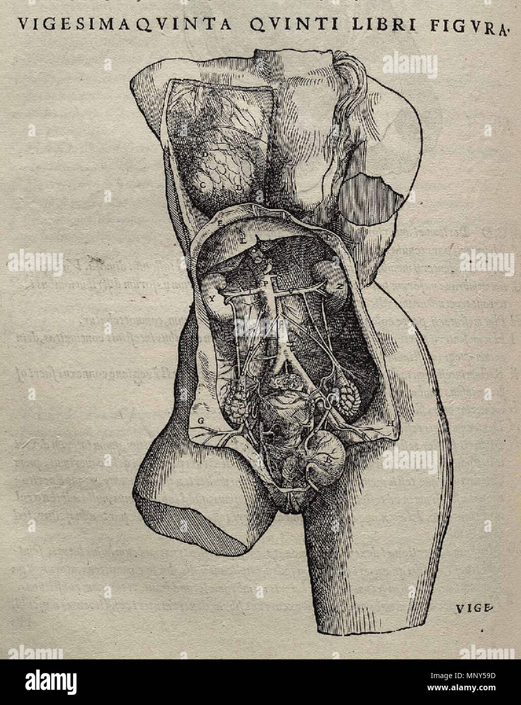 . 1231 Vesalius Fabrica p 378 Stockfoto