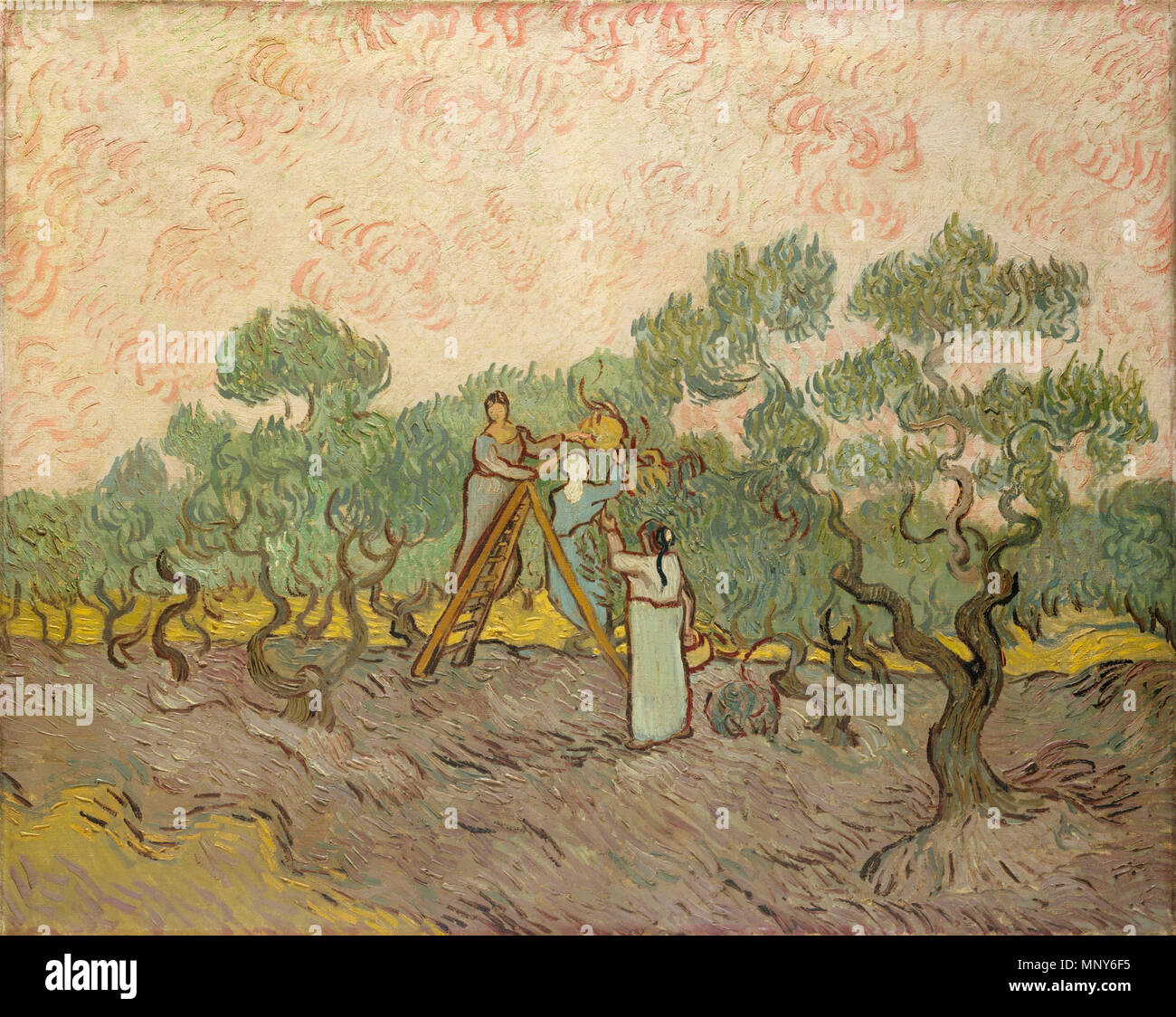 Frauen Oliven, 1889. 1238 Vincent van Gogh - Vrouwen olijven plukken Stockfoto