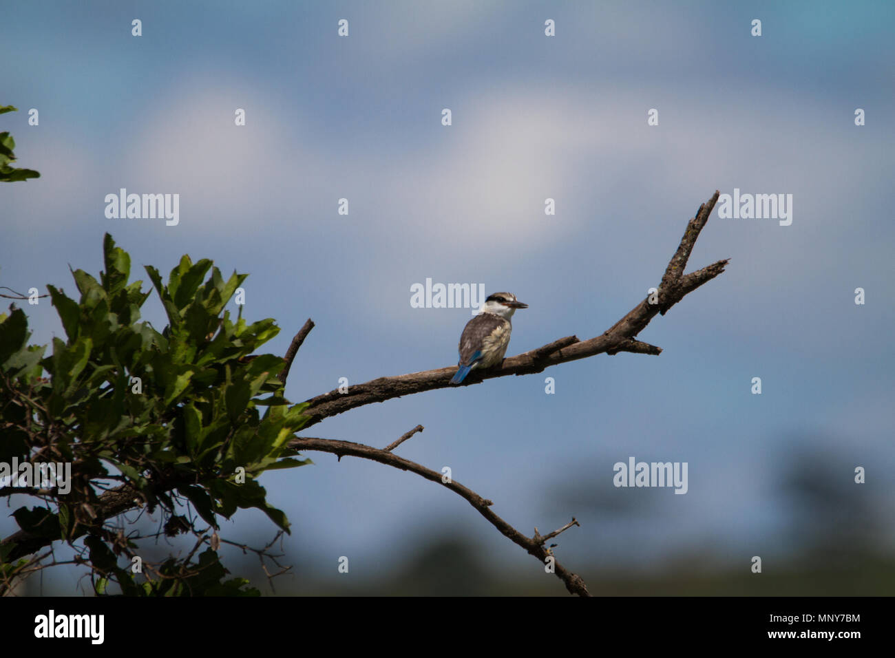 Gestreifte Kingfisher South-Kenya Stockfoto