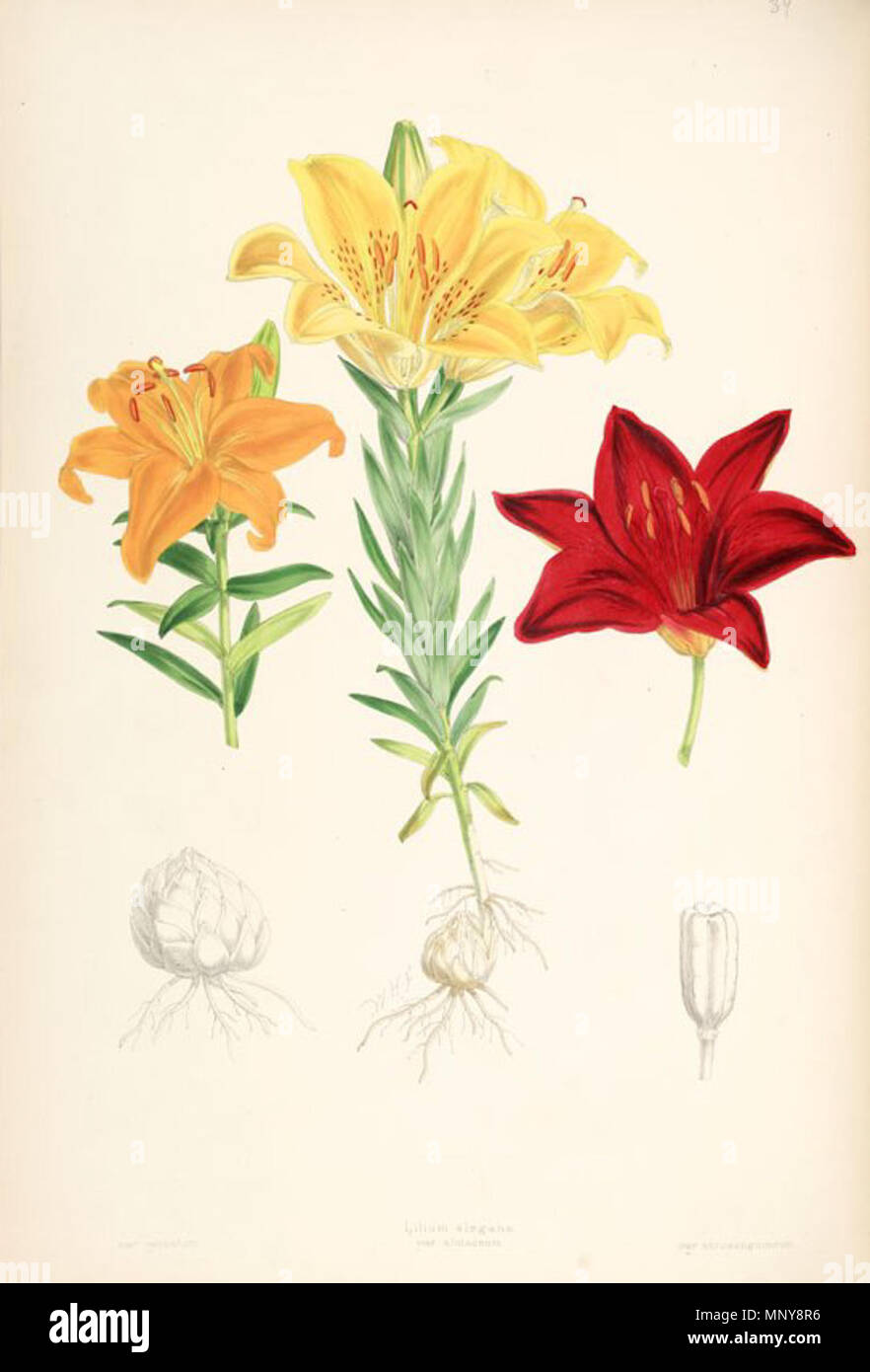 1249 Walter Hood Fitch, Illustration von drei Sorten von Lilium × elegans (1880) Stockfoto