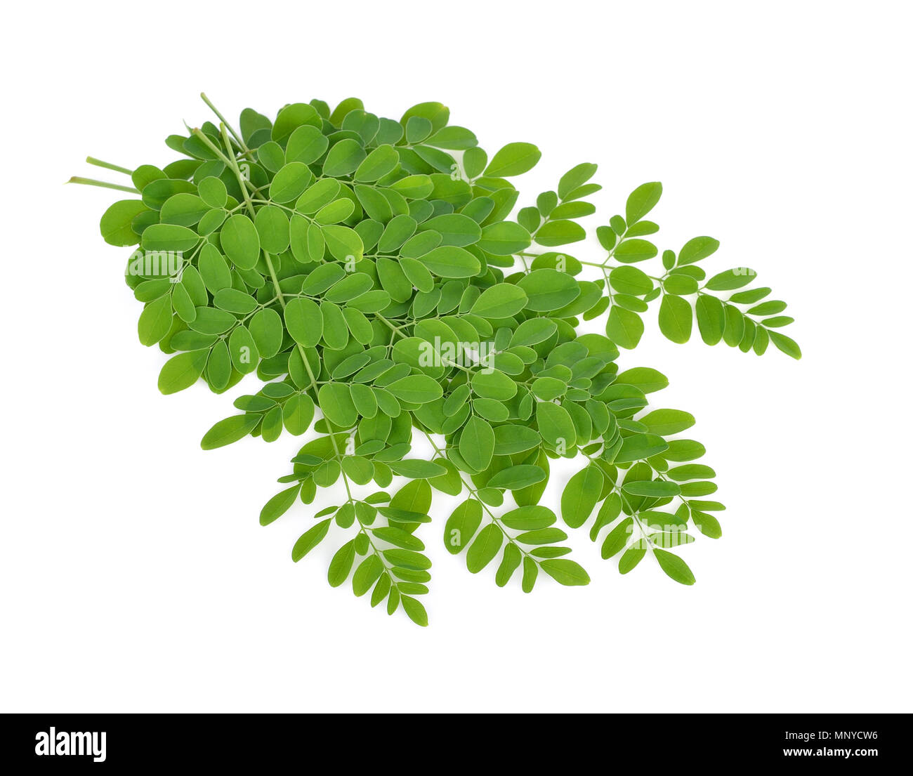 Moringa oleifera Blätter auf weißem Hintergrund Stockfoto