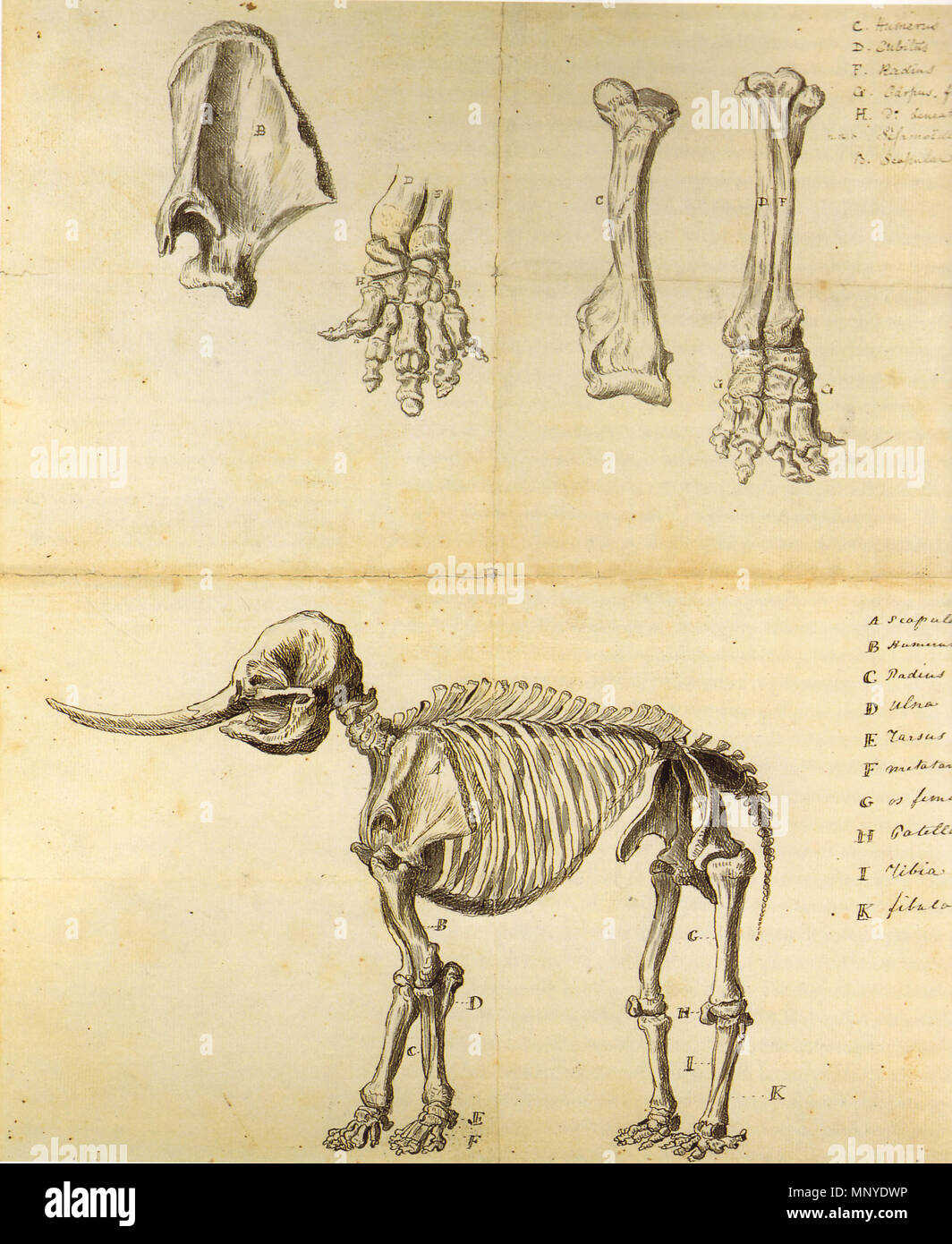. Malerei die Skizze der Mastodon von Rembrandt Peale. 1801. Rembrandt Peale 1778-1860 1273 Die Skizze der mastodon Rembrandt Peale Stockfoto