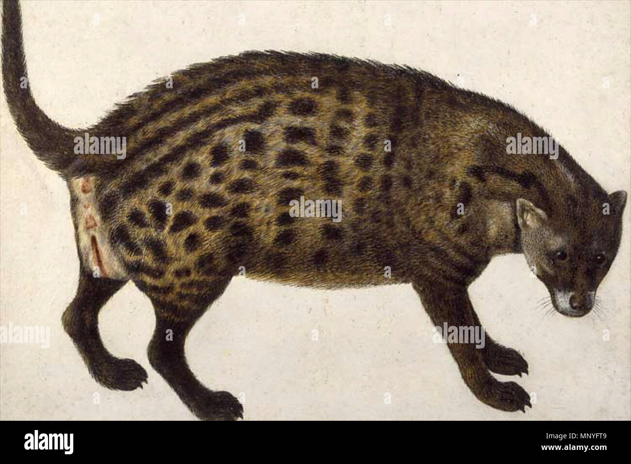 Wunderbare seltene Dinge: Die Kunst der natürlichen Geschichte im Zeitalter der Entdeckung der Queen's Gallery, Palast von Holyroodhouse 2. März - 16. September 2007 Vincenzo Leonardi (Fl. 1621-1646) Afrikanische Zibetkatze, c 1630 Credit Line: Die Königliche Sammlung © 2006, Ihre Majestät Königin Elizabeth II. Dieses Foto ist zu Ende - nur Benutzer Medien zugeschrieben. Es kann nur einmal verwendet werden und nur für die Vorschau oder Überprüfung der Ausstellung "Erstaunlich seltenen Sachen: Die Kunst der natürlichen Geschichte in das Zeitalter der Entdeckungen". Fotos dürfen nicht archiviert oder weiterverkauft werden. Kontakt: Öffentlichkeitsarbeit und Marketing, die Königliche Sammlung 020 78 Stockfoto