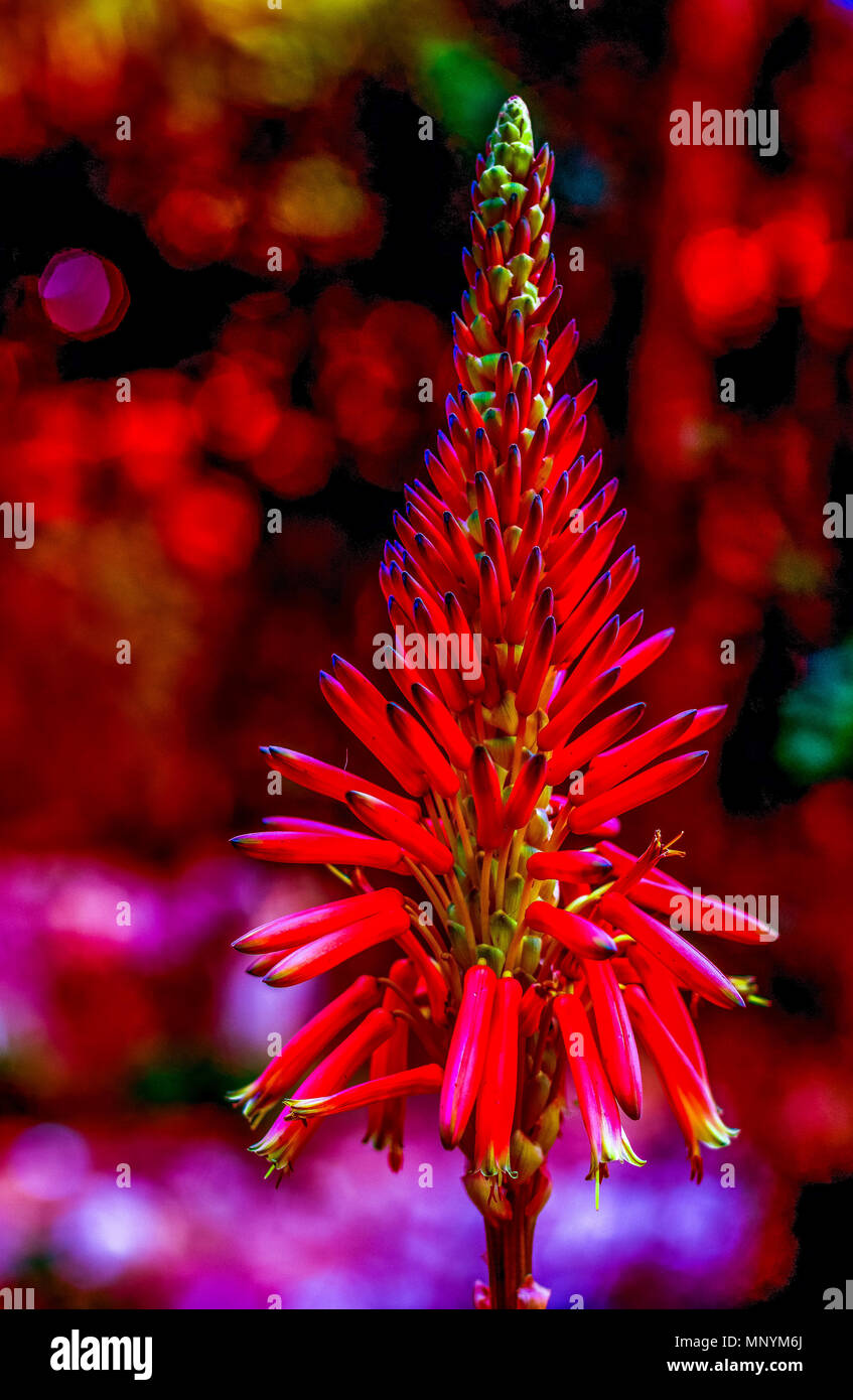 Aloe Blume psychedelischen Präsentation mit dominanten Farbe rot Bild mit Kopie Raum im Hochformat Stockfoto