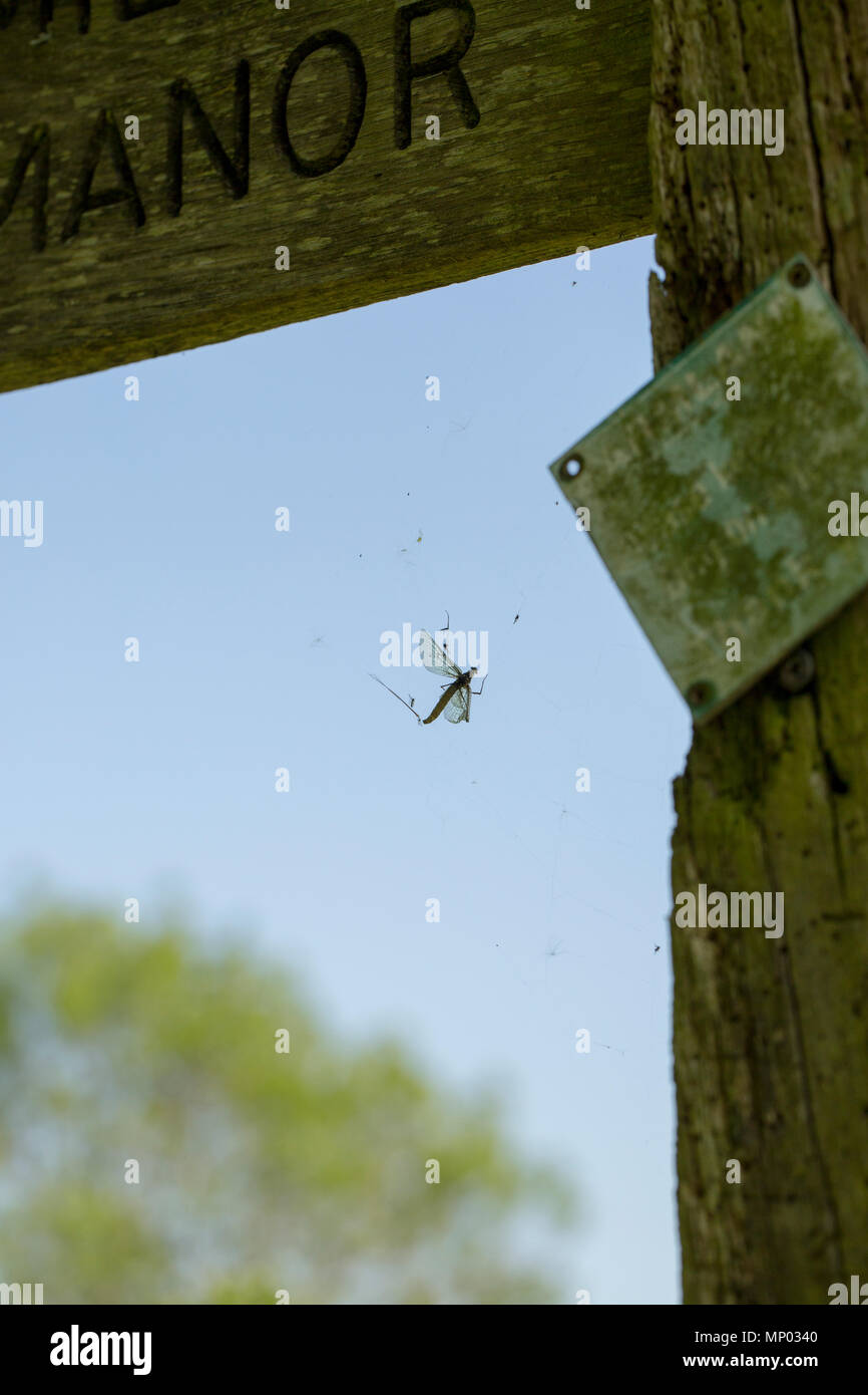 Eine Eintagsfliege, um ephemeroptera, in ein Spinnennetz über einen Pool auf der Stour River in der Nähe von Dorset Sturminster Newton Dorset England UK GB gefangen. Wenn mayf Stockfoto