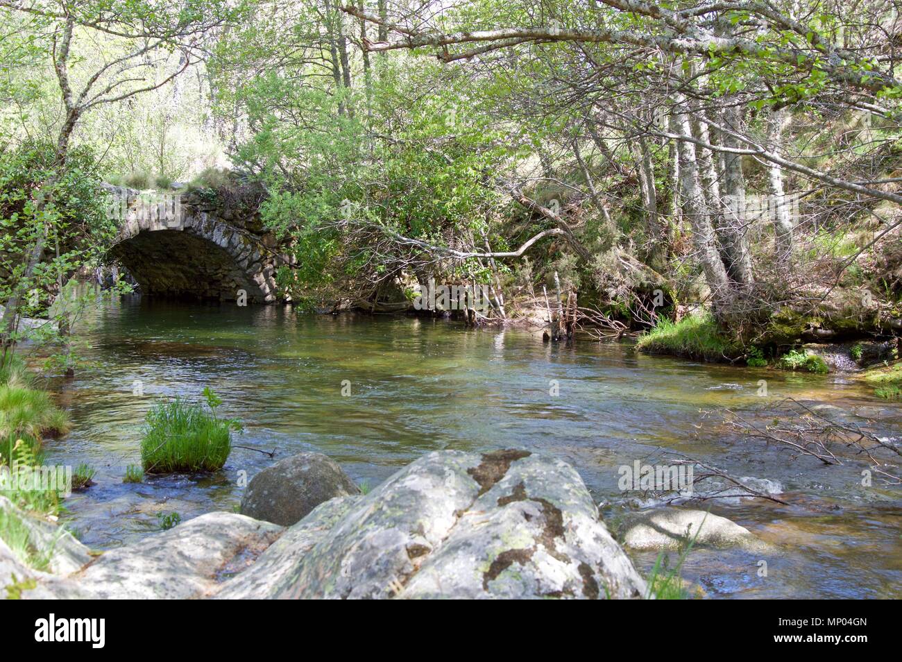 Kleine Wasserfälle eines Flusses mit hoher Vegetation Stockfoto