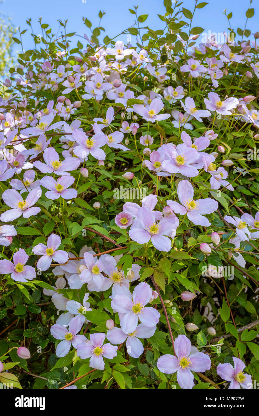 Pink anemone clematis clematis montana Fotos und Bildmaterial in