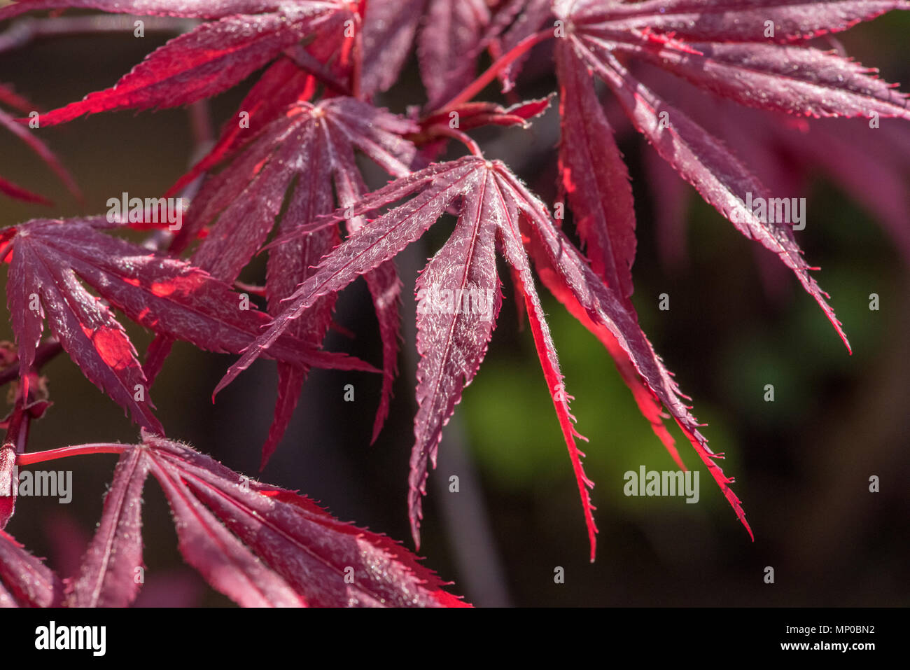 Japanische Acer Blätter Stockfoto