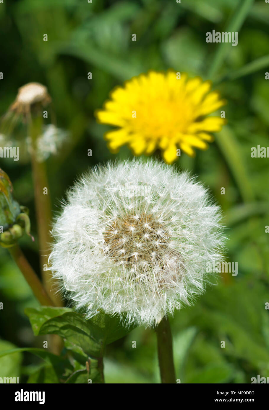 Nahaufnahme von einem weissen Samen Kopf oder "clock" von einer einzigen Löwenzahn (Taraxacum) Pflanze im Frühjahr in West Sussex, England, UK. Stockfoto