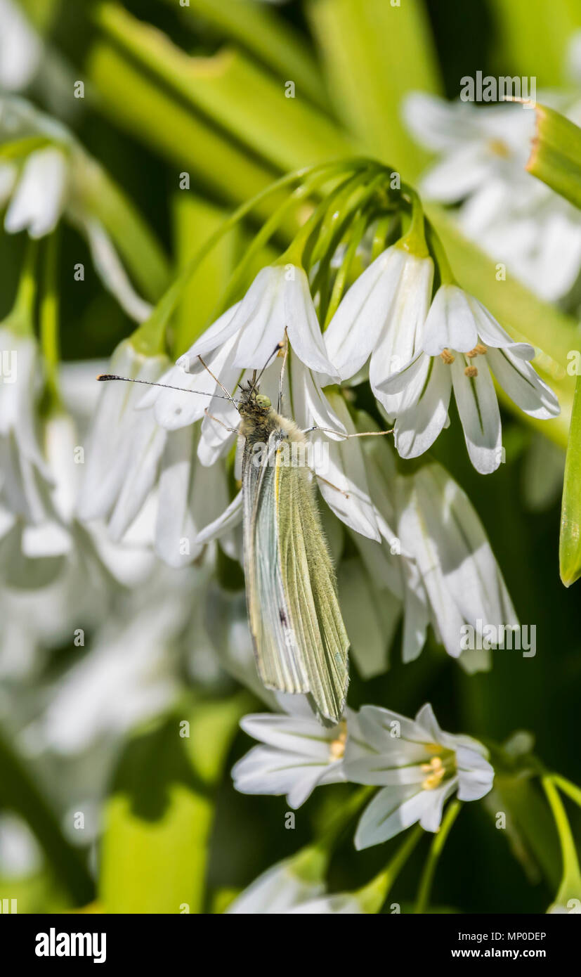 Green-Veined weiße Falter (Pieris napi) gut auf einem dreieckigen Knoblauch (Allium triquetrum) Pflanze im späten Frühjahr in Großbritannien getarnt. Stockfoto