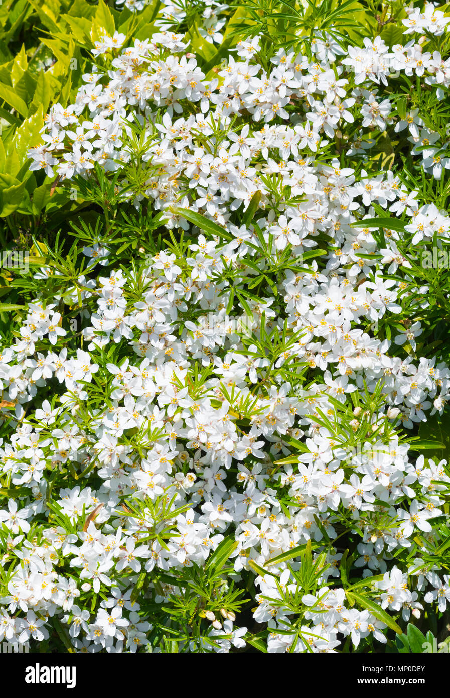 Kleine weiße Blumen der Mexikanischen Orange Blossom (Choisya ternata) Ende Frühjahr/Anfang Sommer in West Sussex, England, UK. Porträt. Stockfoto