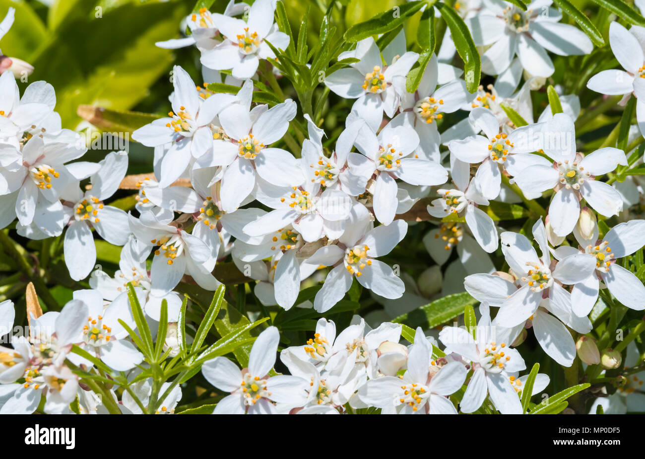 Kleine weiße Blumen der Mexikanischen Orange Blossom (Choisya ternata) Ende Frühjahr/Anfang Sommer in West Sussex, England, UK. Stockfoto