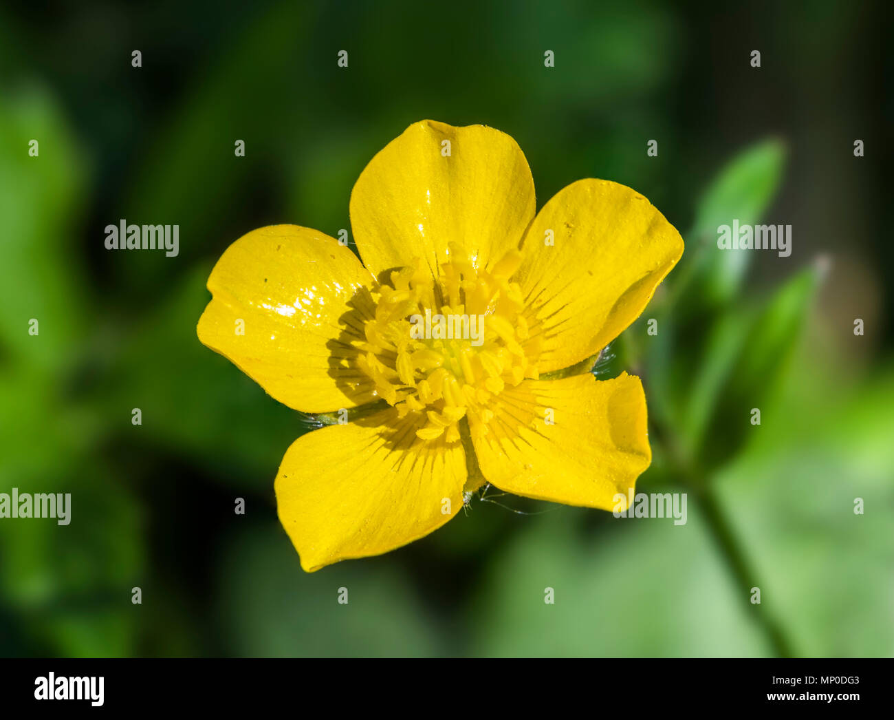 Einzelne gelbe Butterblume Blume Nahaufnahme im Frühjahr in West Sussex, England, UK. Stockfoto